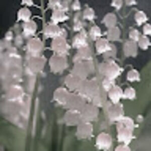 Meet your Posher, Lucitainia